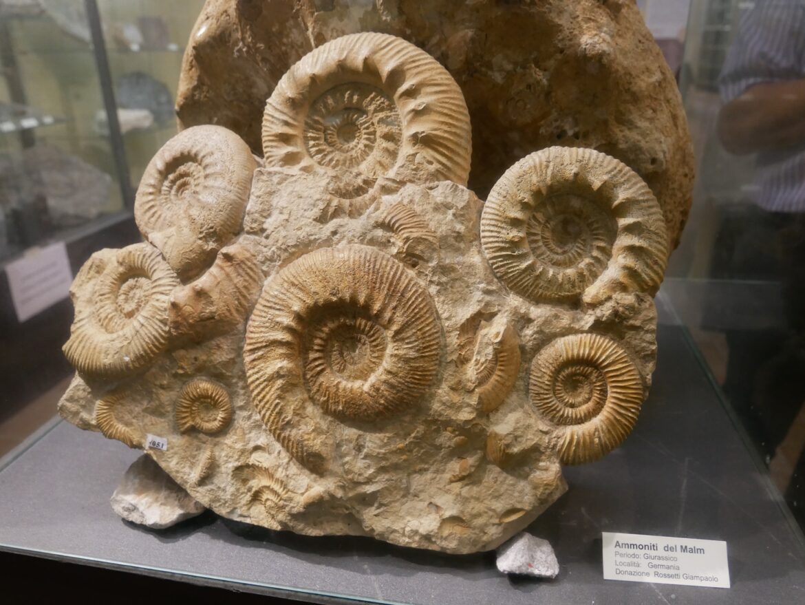 museo storia naturale gagliole