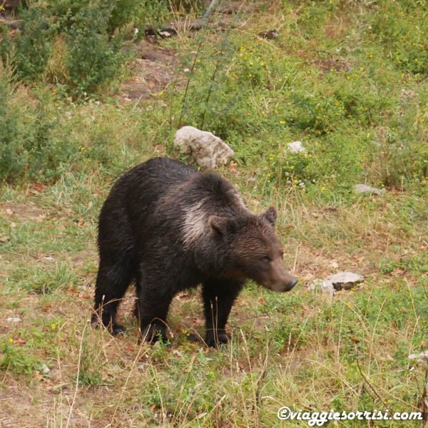 orso area faunistica palena abruzzo