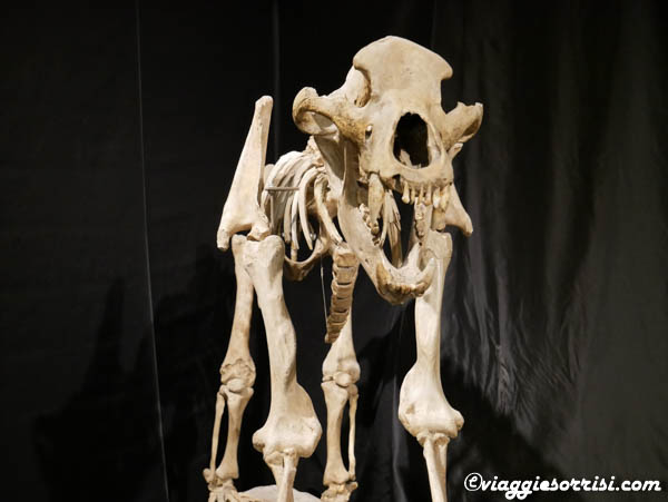 orso della caverna museo di storia naturale di gagliole