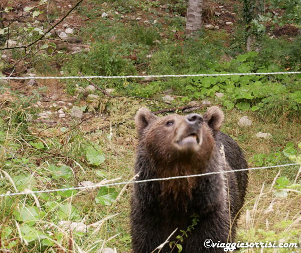 palena area faunistica orso
