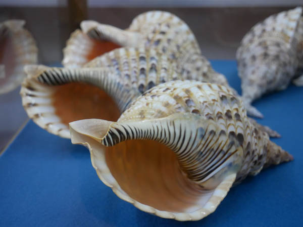 Museo Malacologico Piceno, la più grande collezione di conchiglie al mondo