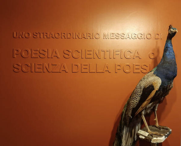 museo scienze naturali offagna