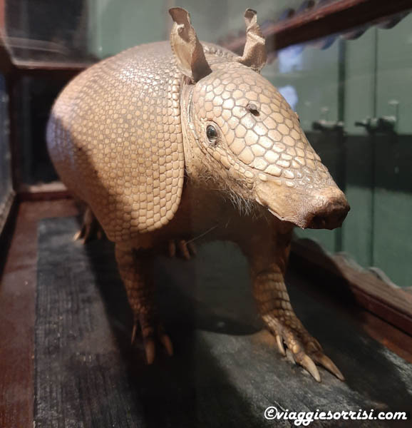 museo scienze naturali offagna armadillo