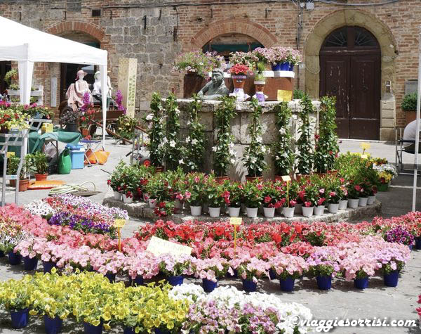 casole d'elsa fiorita casole d'elsa fiorita