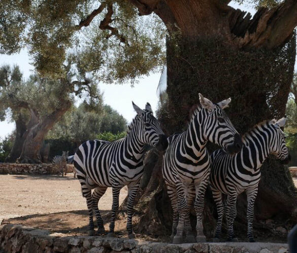 zoosafari fasano