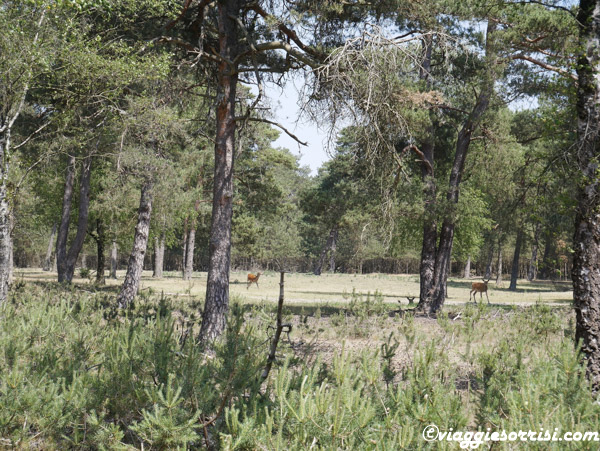 avvistamento animali parco de hoge