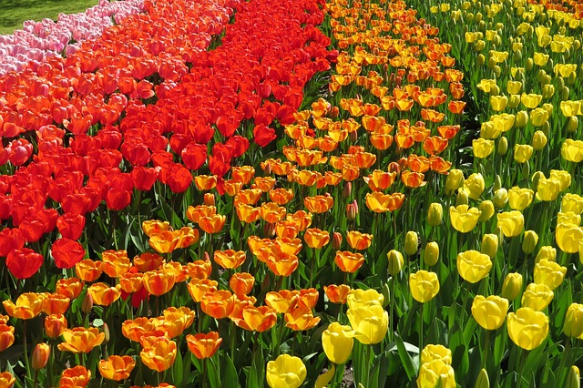 tulipani olanda
