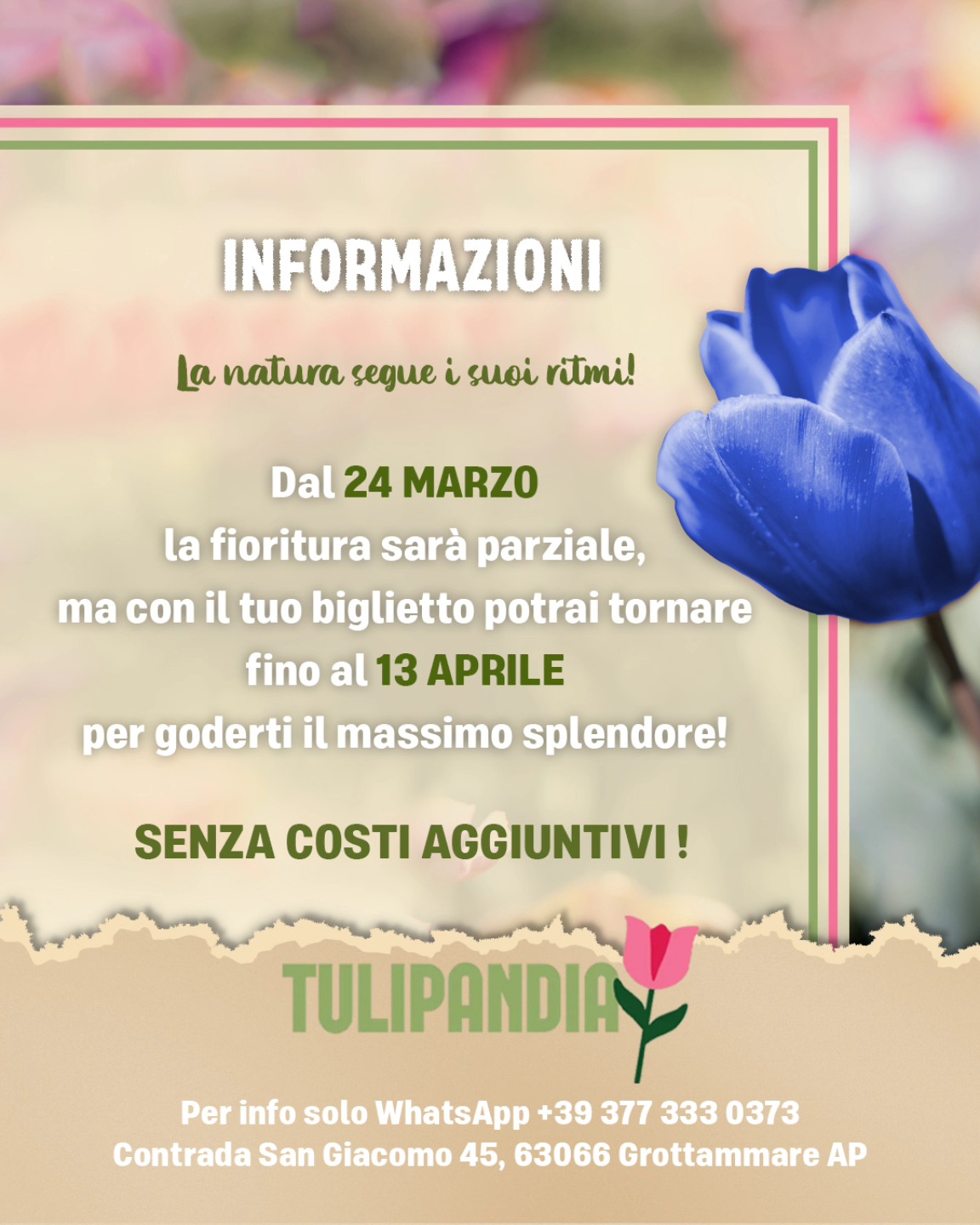tulipandia marche