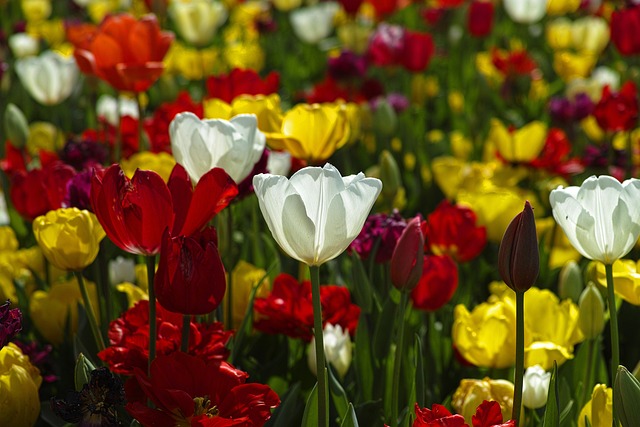 tulipani nelle marche