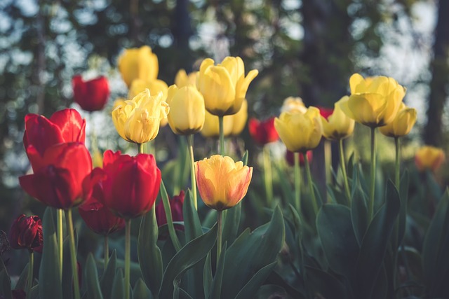 tulipani nelle marche