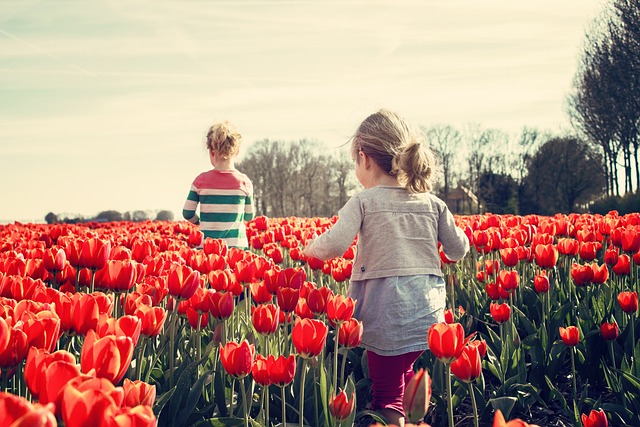 campi di tulipani nelle marche