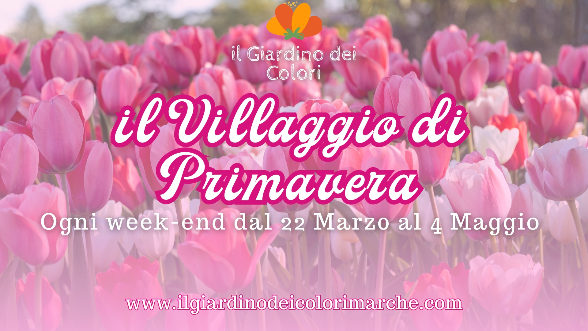 tulipani nelle marche